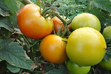 Tomatoes